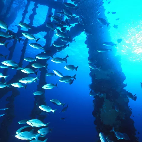 R2Rschool_mdj051214 school of fish