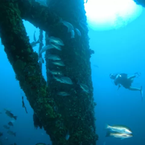 The Gulf of Mexico is well known as a sports fishing paradise with offshore oil and gas platforms that are home to some of the best fishing in the Gulf. Image of fish under water near decommissioned oil platform.